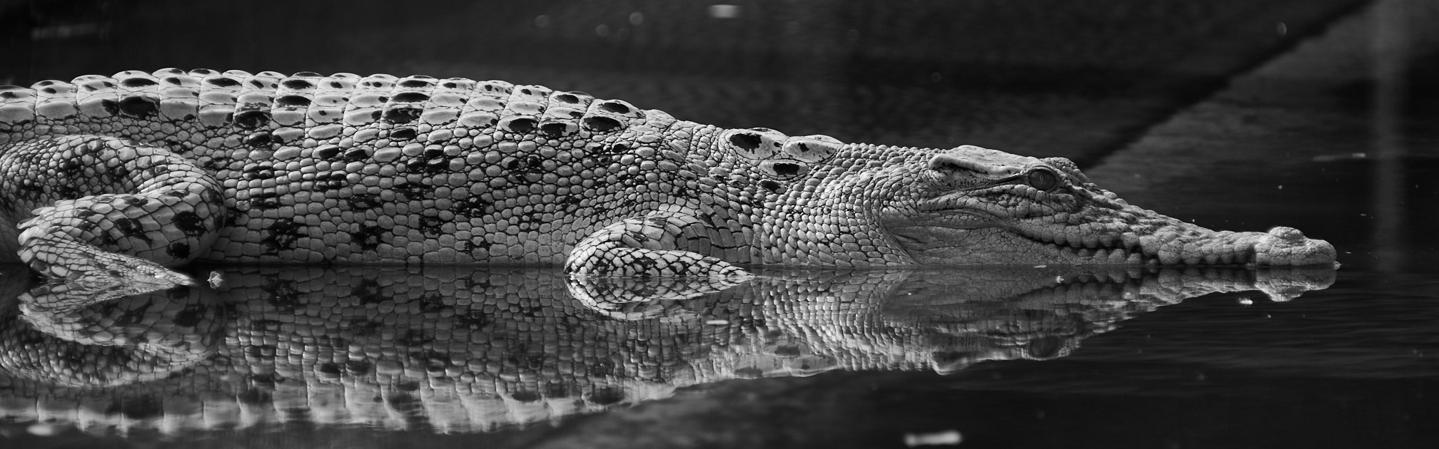 Exotic Skins  Crocodile Leather Wholesale – AMTAN